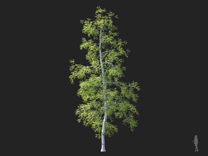 Maxtree - Plant Models Vol.124