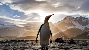 Penguin Wallpaper