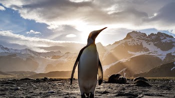 Penguin Wallpaper