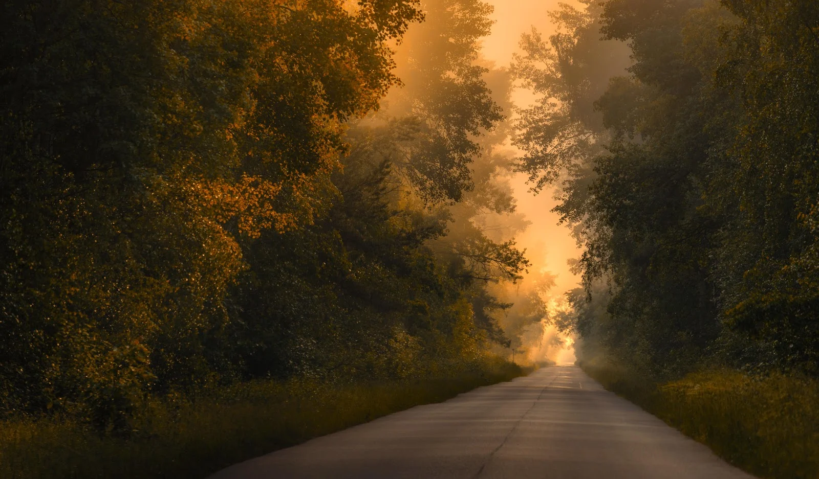 Golden Forest Road at Dawn - Landscape Photography 5K Wallpaper (5902x3457)