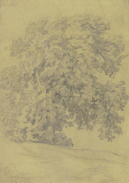 Oak tree 1882