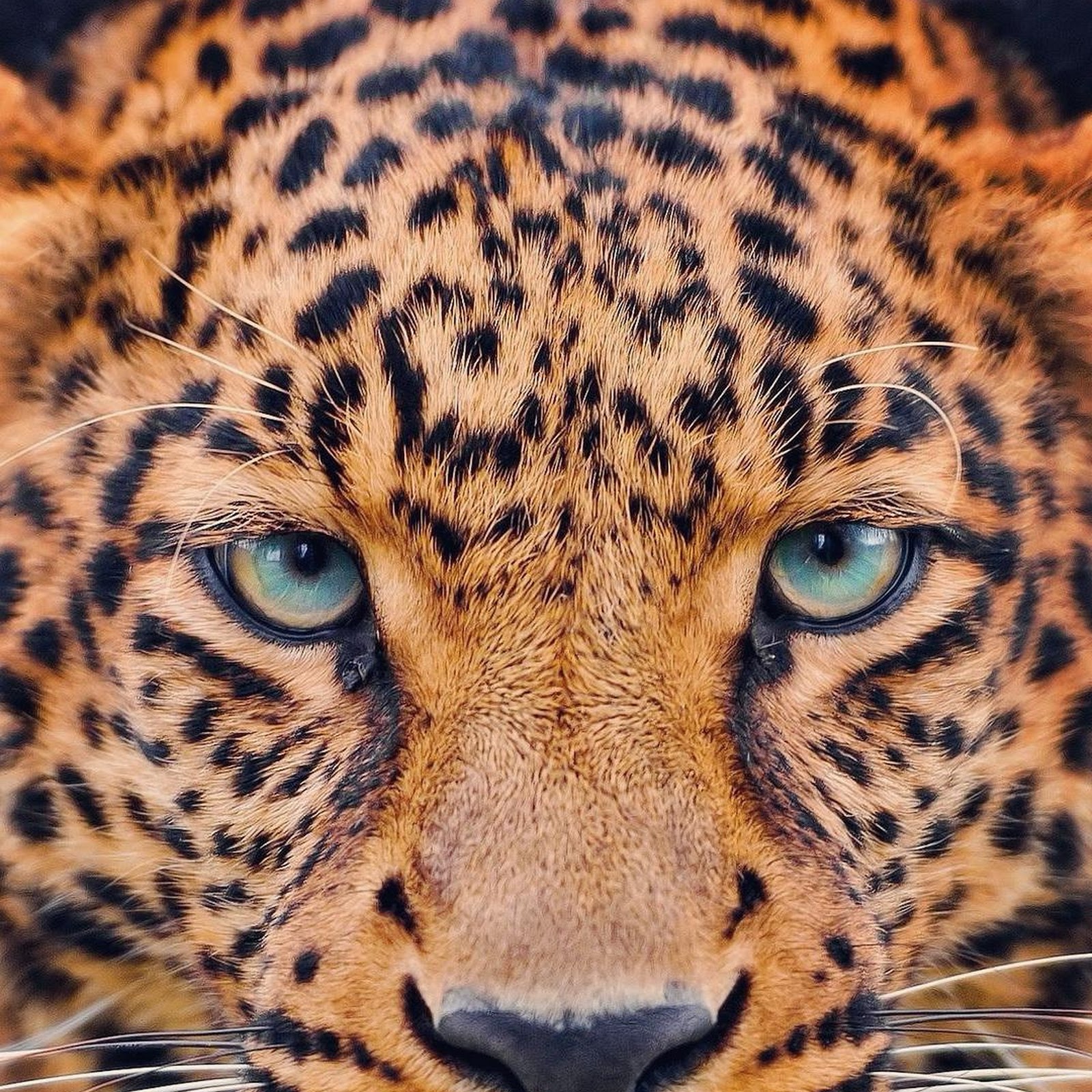 Download Majestic Leopard Face Portrait Full HD iPhone