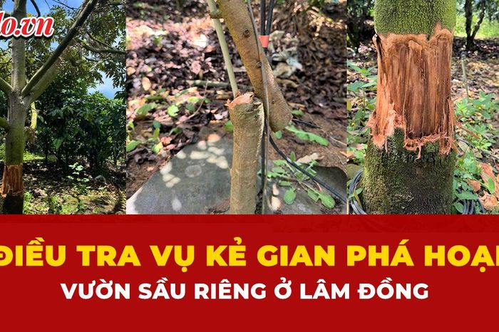 Vườn sầu riêng ở Lâm Đồng bị kẻ gian chặt phá, gây thiệt hại hàng trăm triệu đồng - Báo Pháp Luật TP.HCM