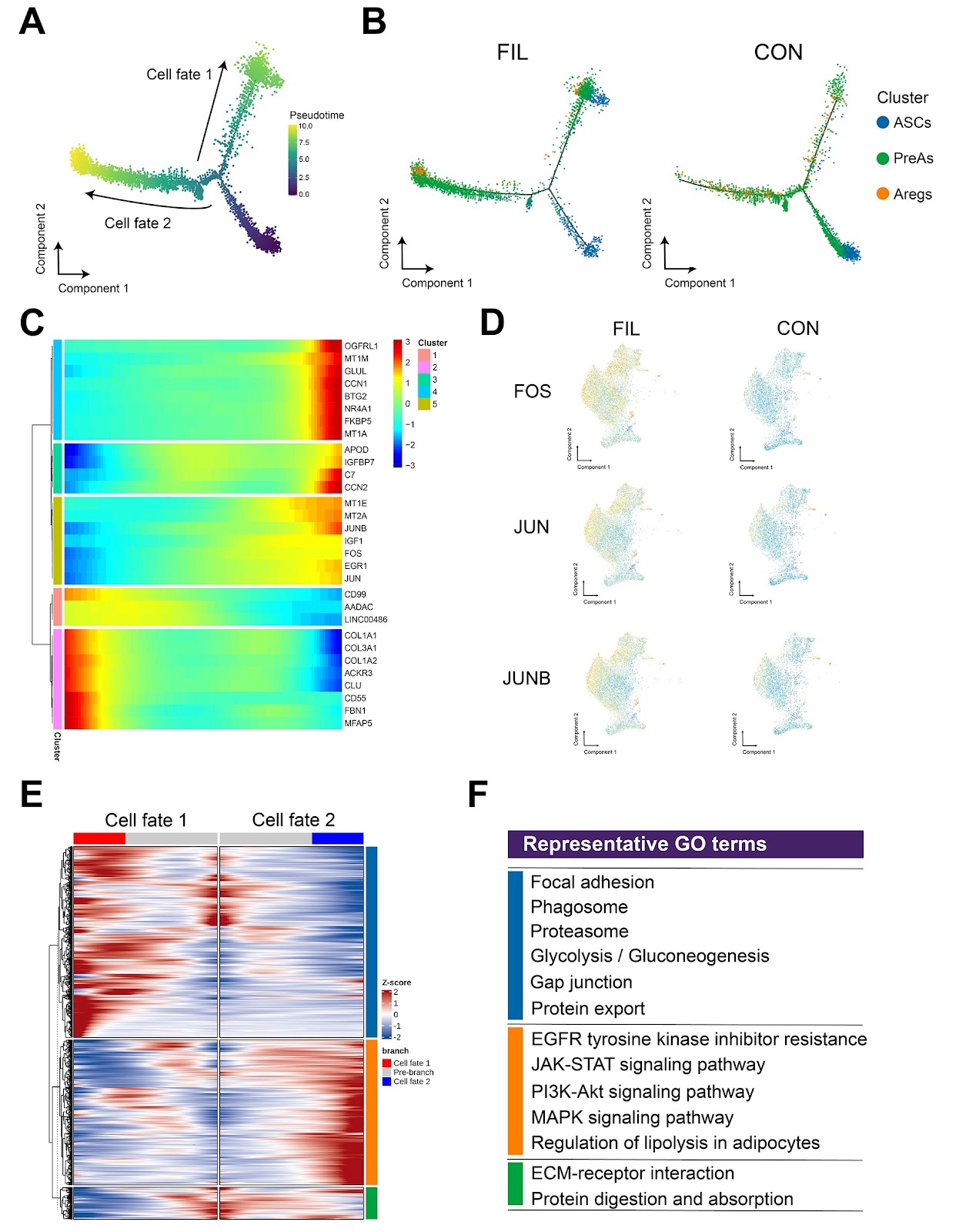 Single-cell sequencing of facial adipose tissue unveils FKBP5 as a therapeutic target for facial infiltrating lipomatosis