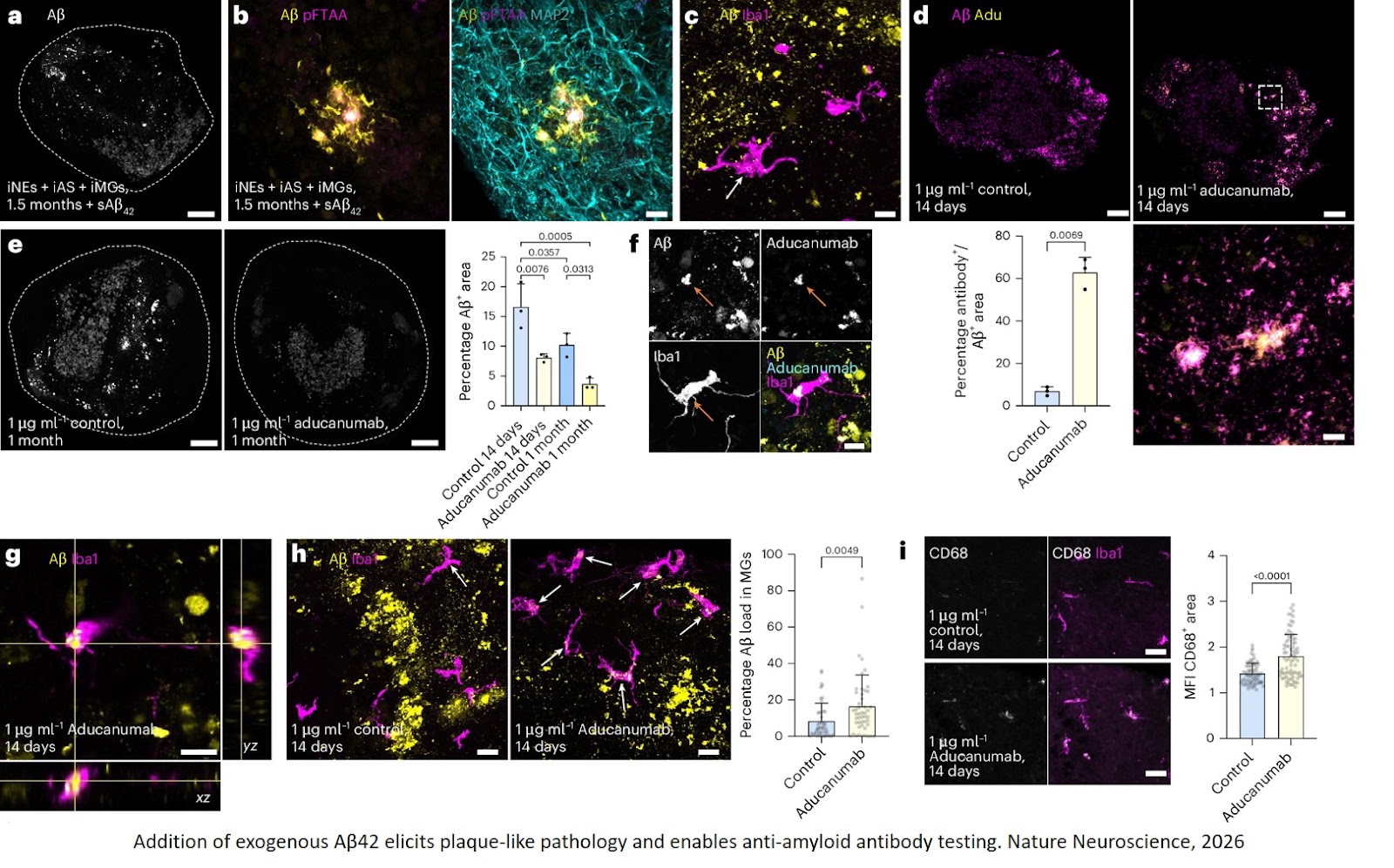 A reproducible three-dimensional model of human brain tissue to investigate physiological and disease-associated microglia phenotypes