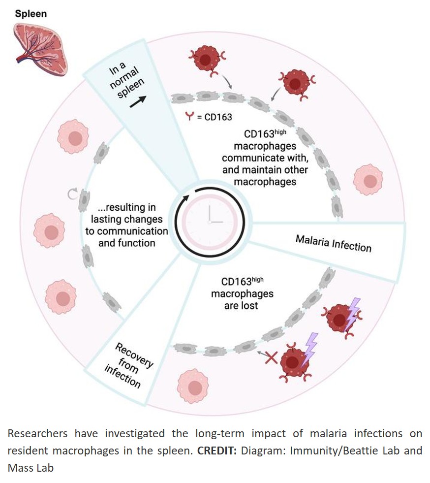 CD163+ red pulp macrophages interact with  marginal metallophilic macrophages during blood- stage malaria to maintain splenic architecture