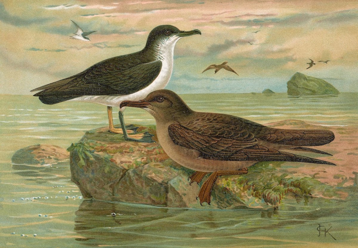 Puffinus puffinus Brunn Puffinus griseus Gm