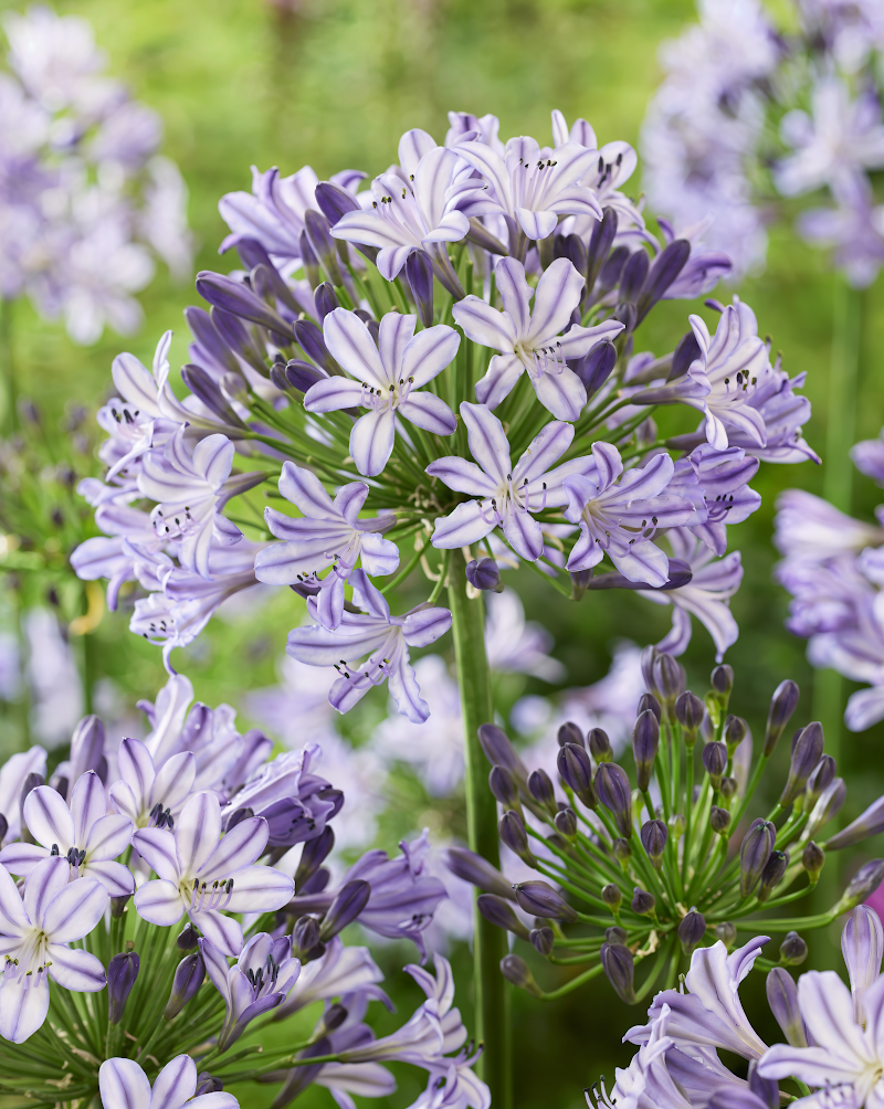 Agapanthus Poppin Star in piena fioritura, giglio africano viola in giardino