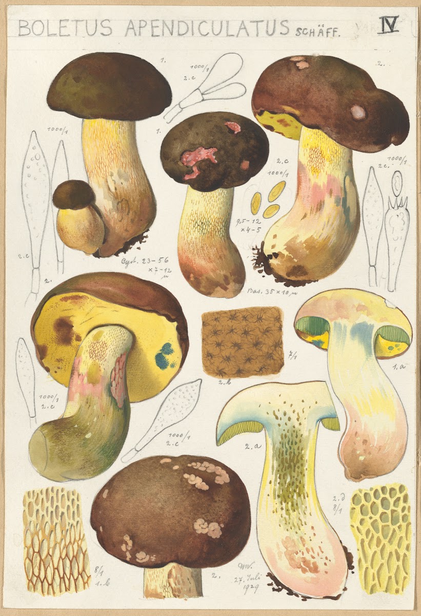 Boletus appendiculatus 1915 1945