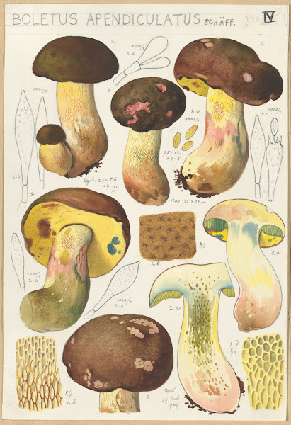 Boletus appendiculatus 1915 1945