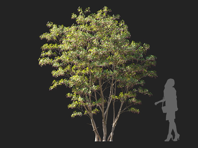 Maxtree - Plant Models Vol.122