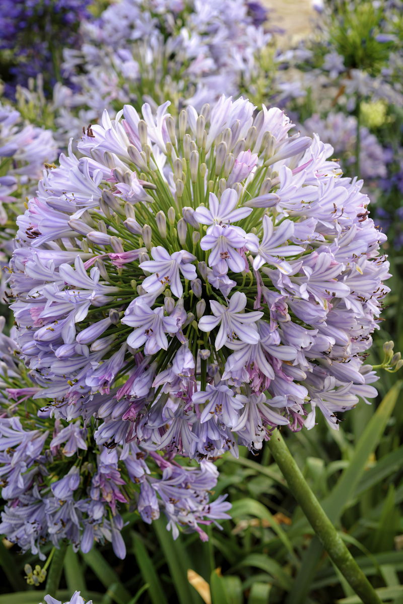Agapanthus 'Blue Infinity' in piena fioritura, con i suoi fiori blu intenso