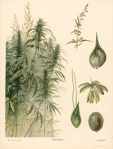 Thornapple 1910