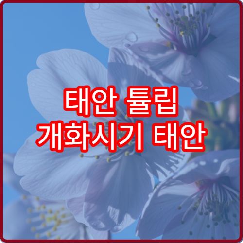 태안 튤립 개화시기 태안 세계튤립축제 꽃 절정 시기