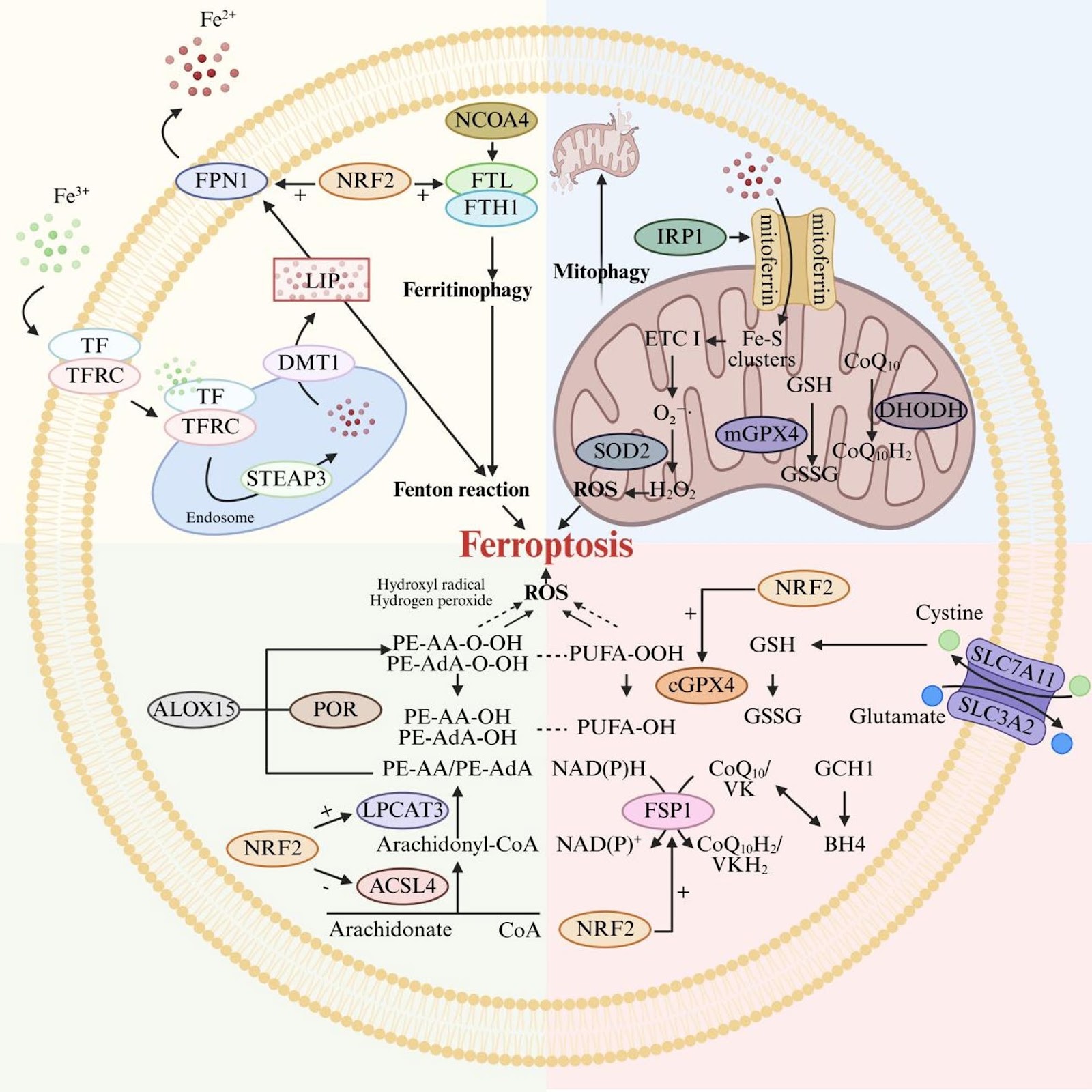 Mesenchymal stem cell-derived extracellular vesicles for disease therapy by regulating ferroptosis: focus on diabetes mellitus and diabetic complications