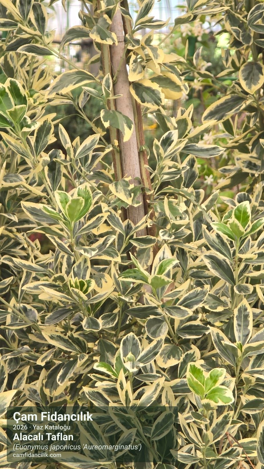 Alacalı Taflan - Euonymus japonicus 'Aureomarginatus' Çam Fidancılık Yalova foto 2