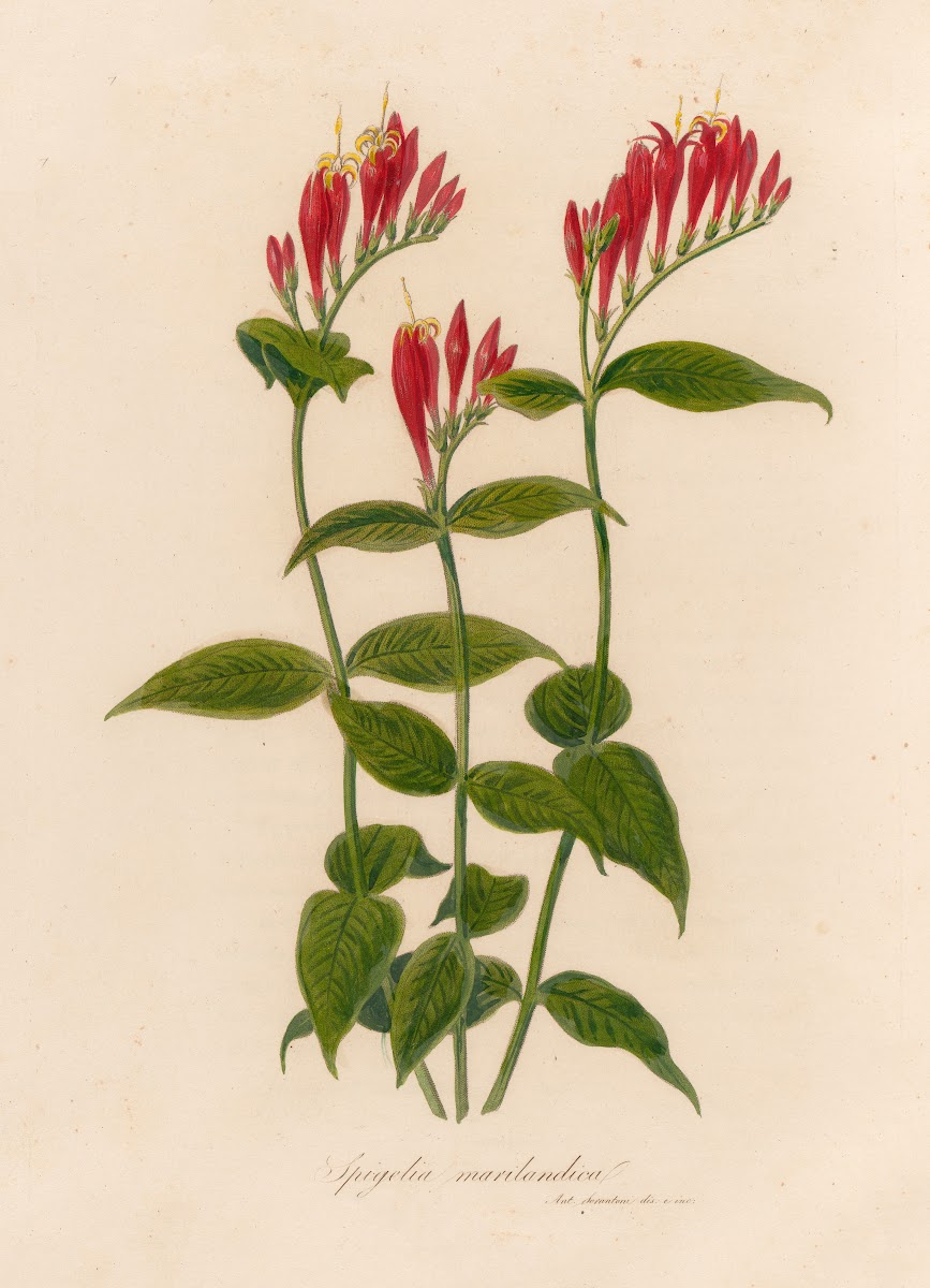 Spigelia marilandica 1818 1824