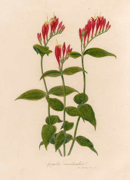 Spigelia marilandica 1818 1824