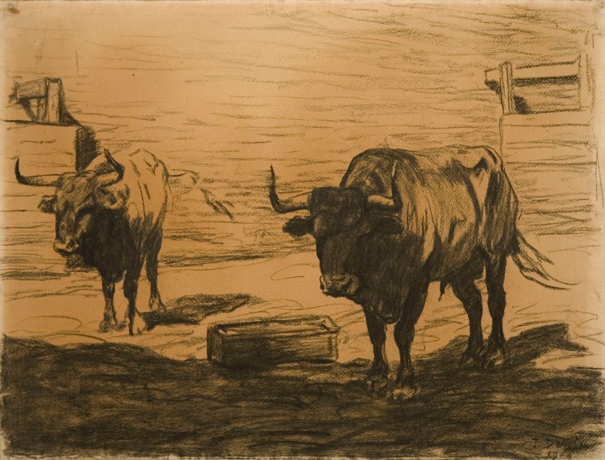 Bulls 1909