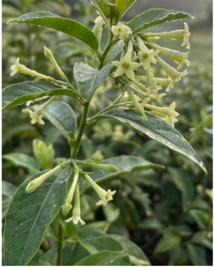 Hasunhana Plant — view 3