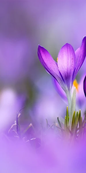 Crocus, Purple, Flowers, Spring, Meadow 4K Wallpaper Background