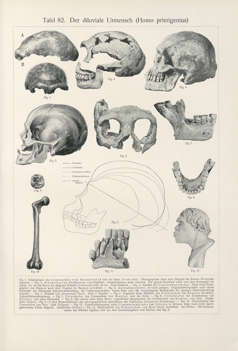 Der diluviale Urmensch Homo primigenius 1909