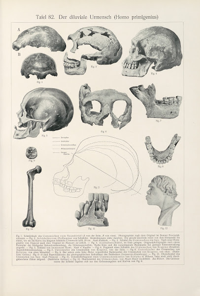 Der diluviale Urmensch Homo primigenius 1909