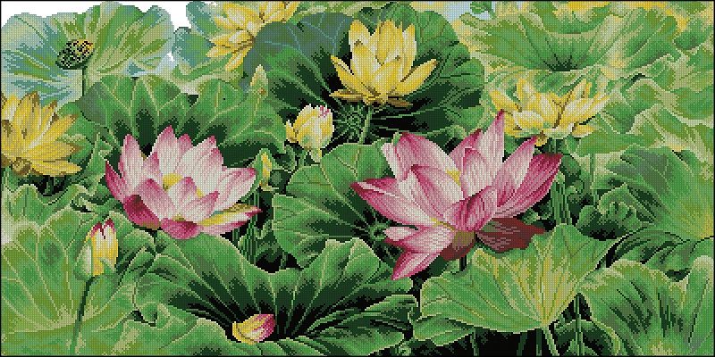 DOME101105 A Feast Of Lotus Flowers