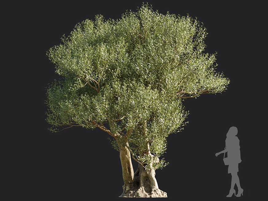Maxtree - Plant Models Vol.113