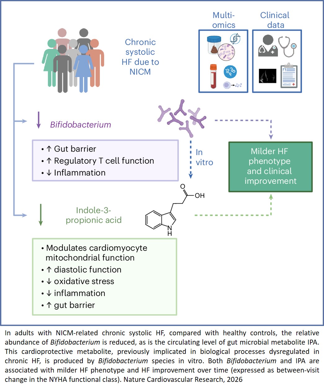 Gut microbiome shifts in chronic systolic heart failure are associated with disease severity and clinical improvement