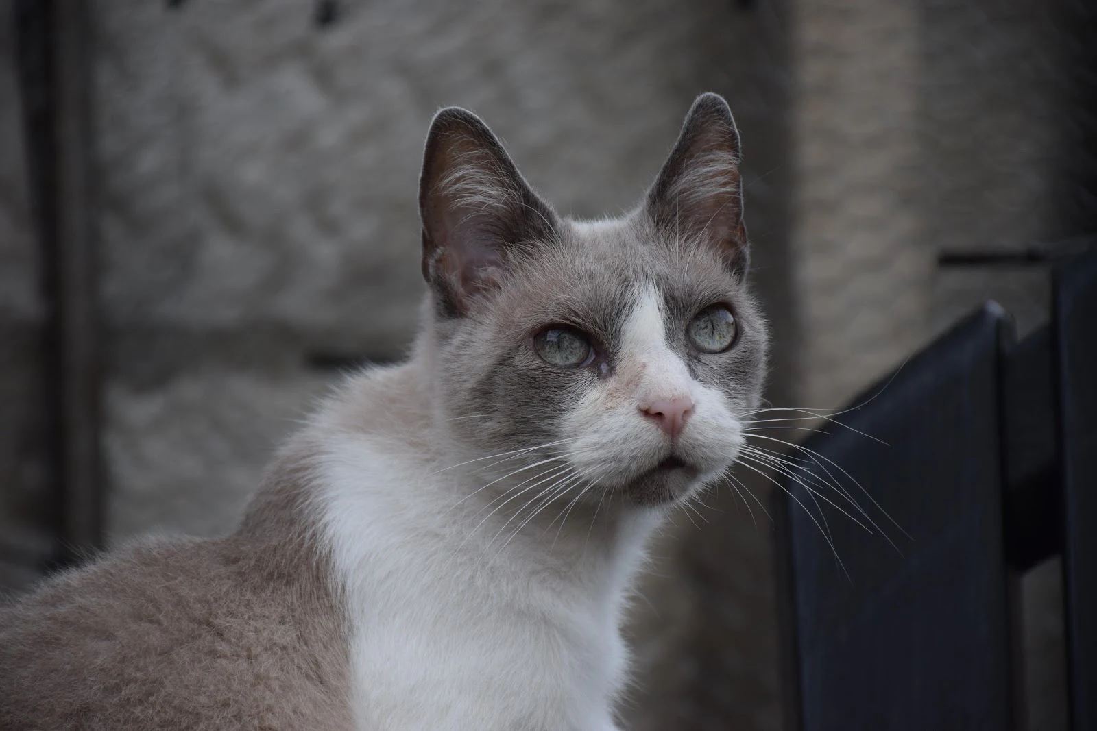 Curious Gray and White Cat - Animal Portrait 5K Wallpaper (6000x4000)