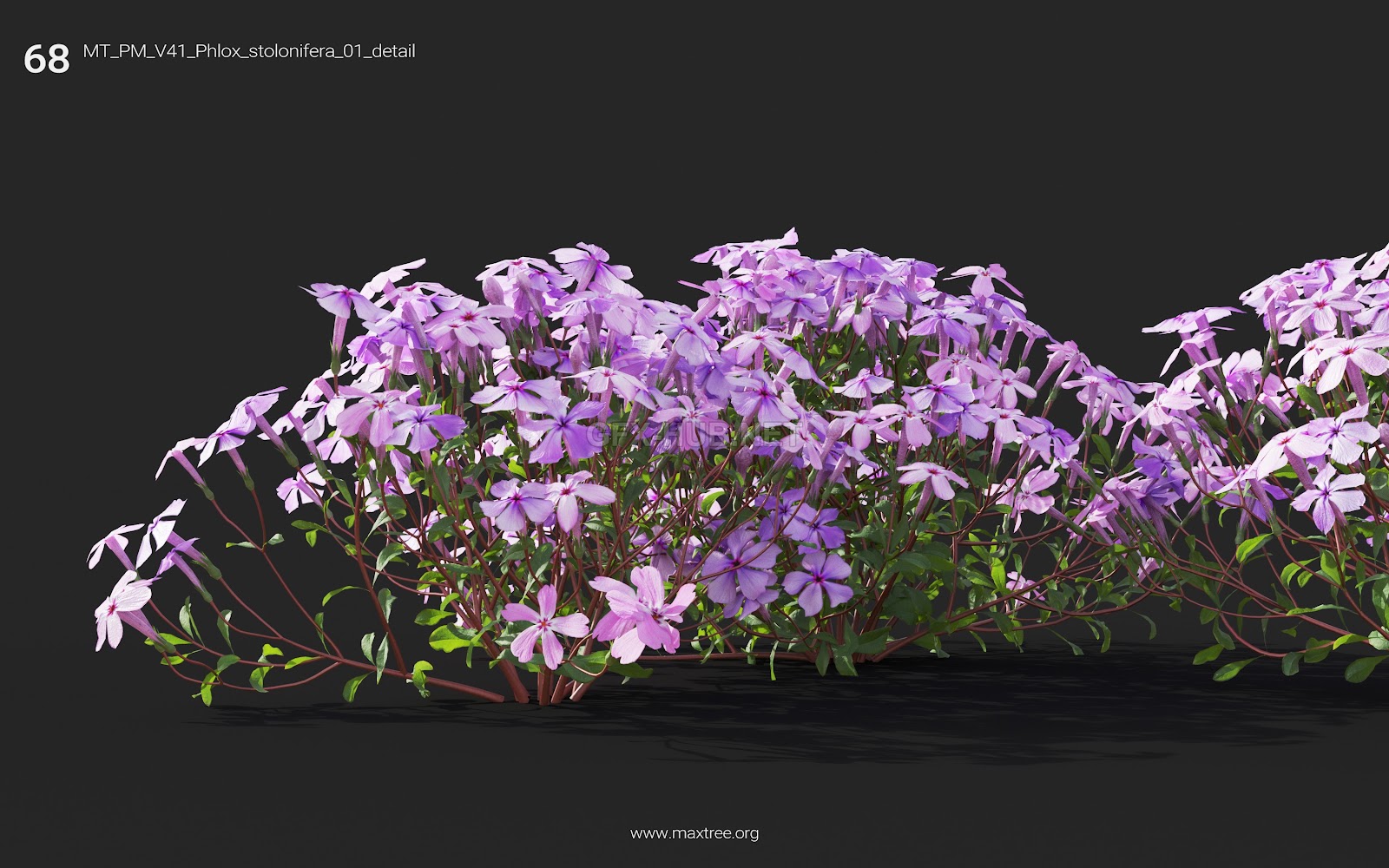 Maxtree - Plant Models Vol.41