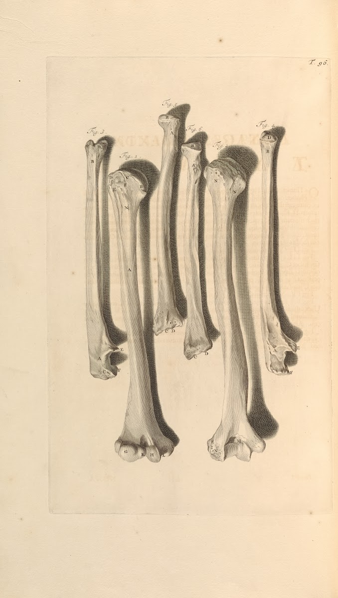 Anatomia humani corporis Pl097 1685