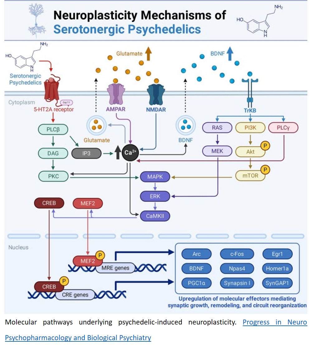 Serotonergic psychedelics for Autism spectrum disorder: Neurobiological mechanisms and translational prospects