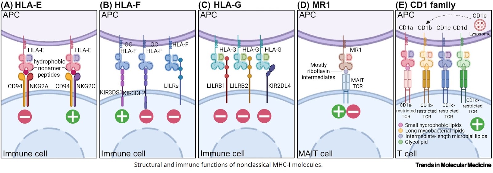 Emerging therapeutic opportunities targeting nonclassical MHC-I molecules