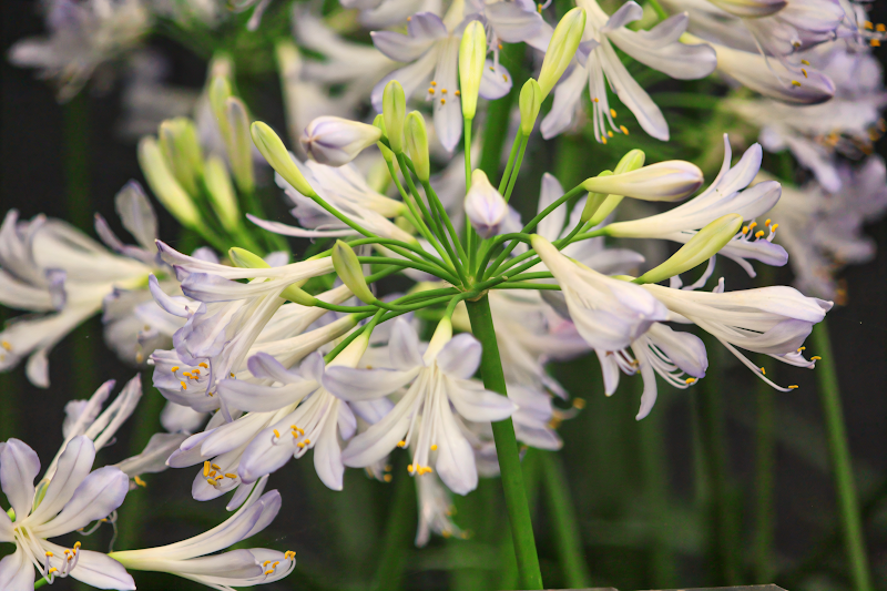 Agapanthus 'Phantom' in piena fioritura in un giardino mediterraneo