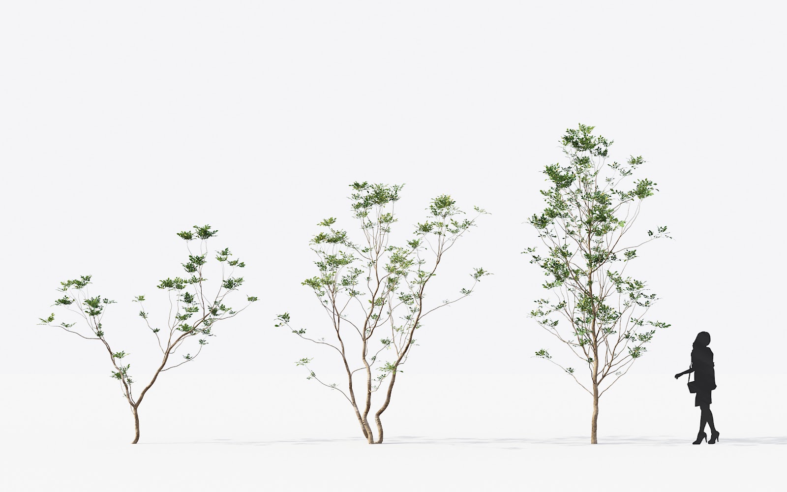 Maxtree - Plant Models Vol.14