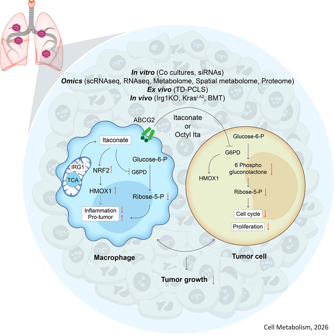 IRG1/itaconate rewires macrophage and lung tumor metabolism through G6PD inhibition
