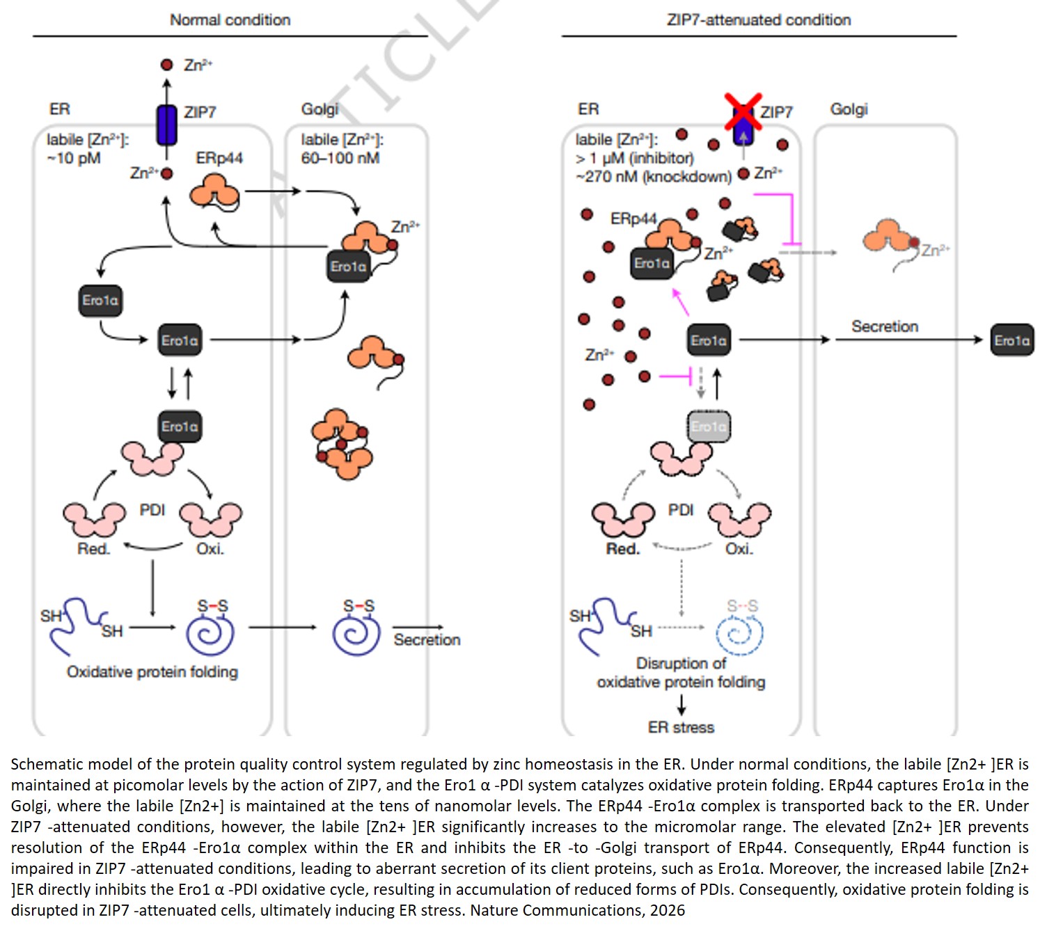 Zinc-redox crosstalk regulates proteostasis in the endoplasmic reticulum