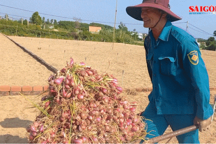 Giá hành tím cao gần gấp đôi, nông dân Quảng Ngãi phấn khởi - Báo Sài Gòn Giải Phóng