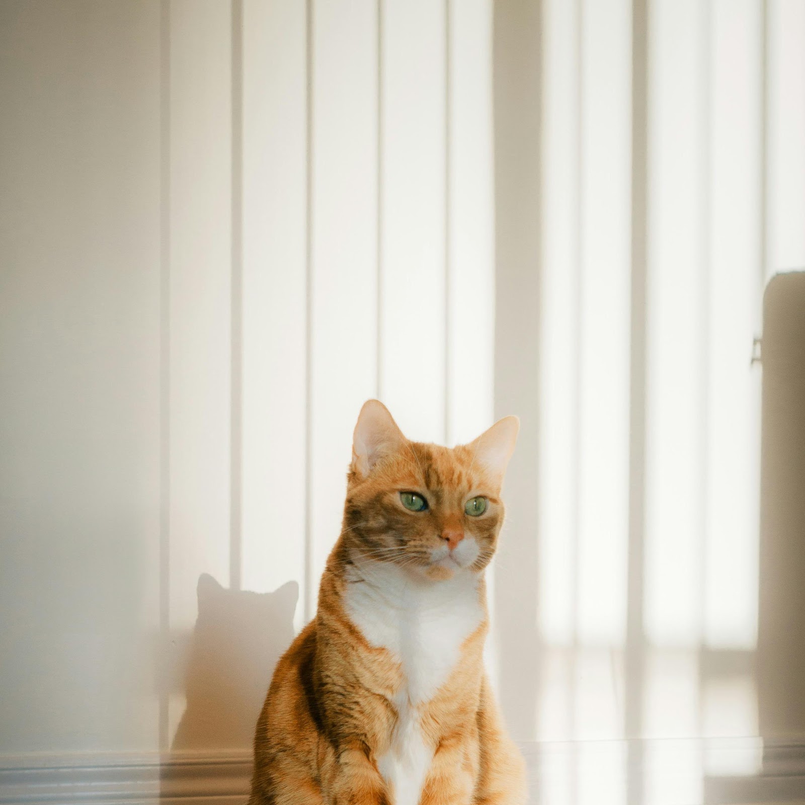 Download Orange Cat In Sunlight 4K iPhone