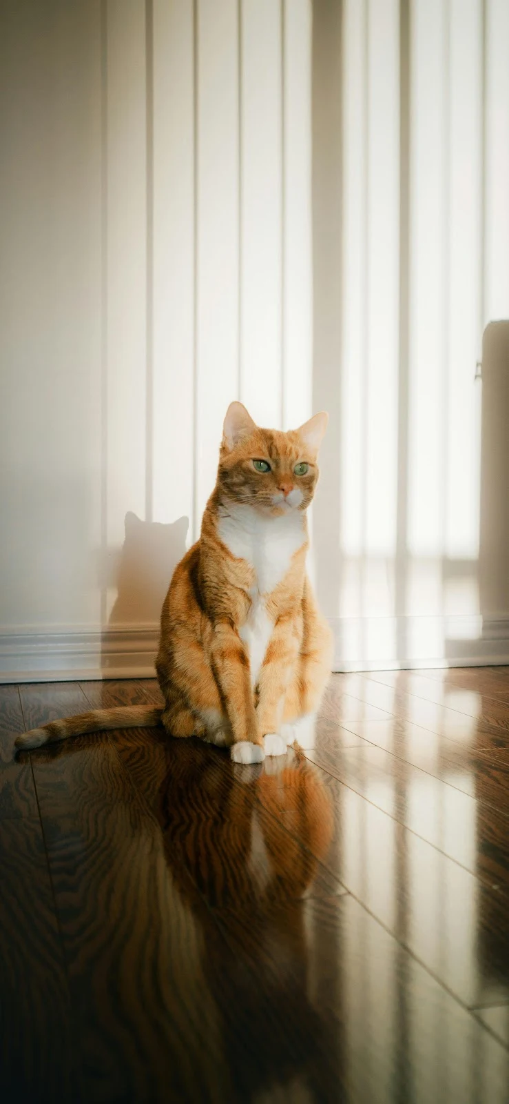 Orange Cat In Sunlight - Pet Photography 4K iPhone Wallpaper (2464x5338)