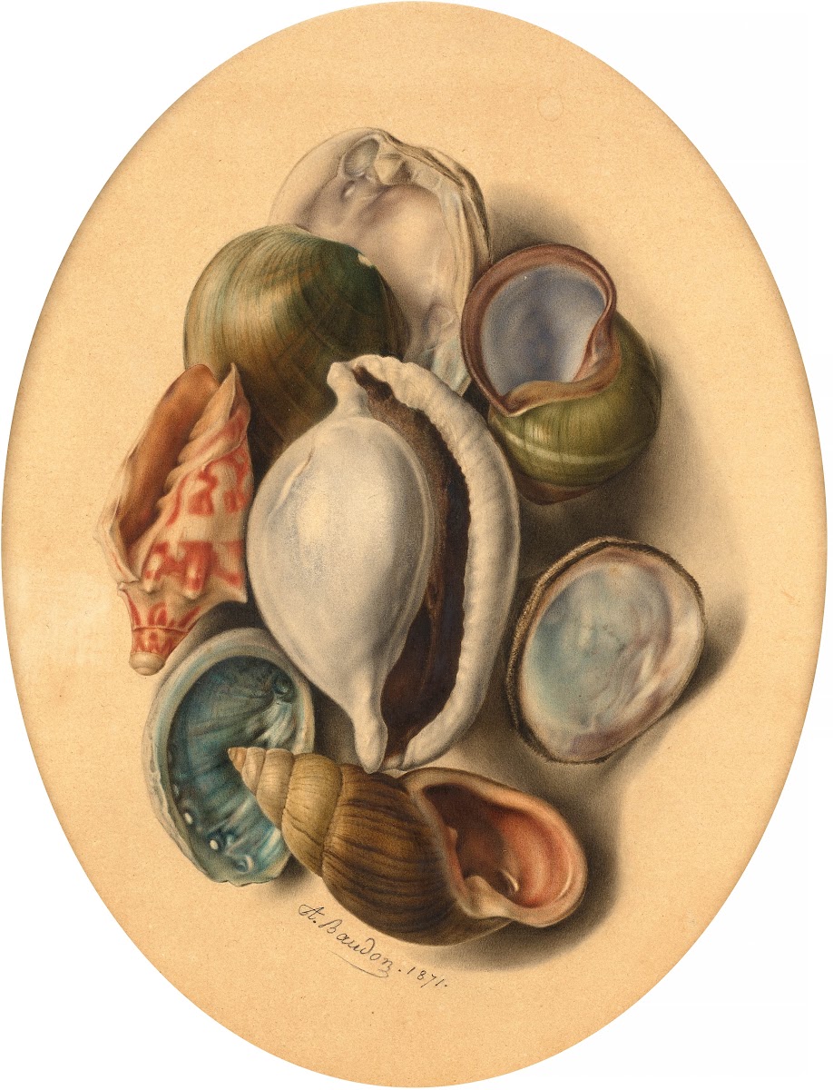 Composition aux coquillages 1871