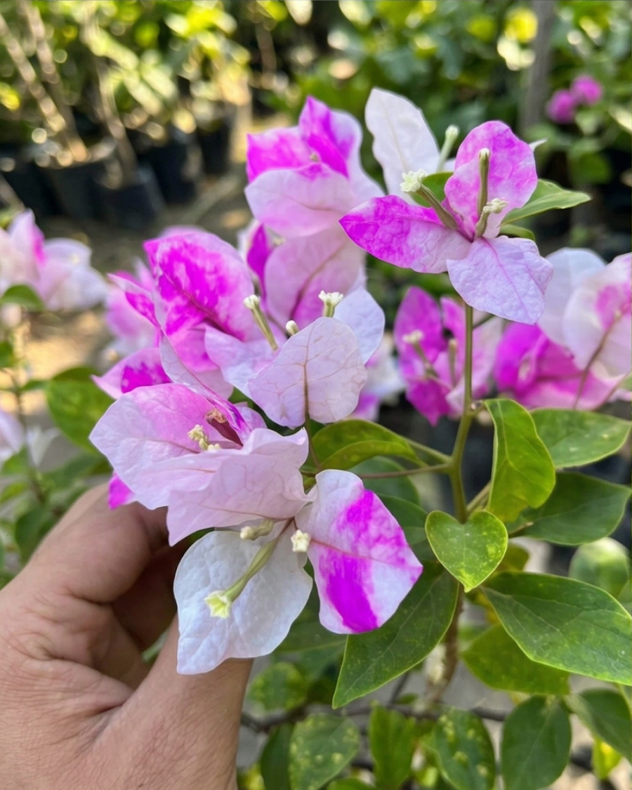 Imported Magic Ice Cream Bougainvillea Plant — view 3