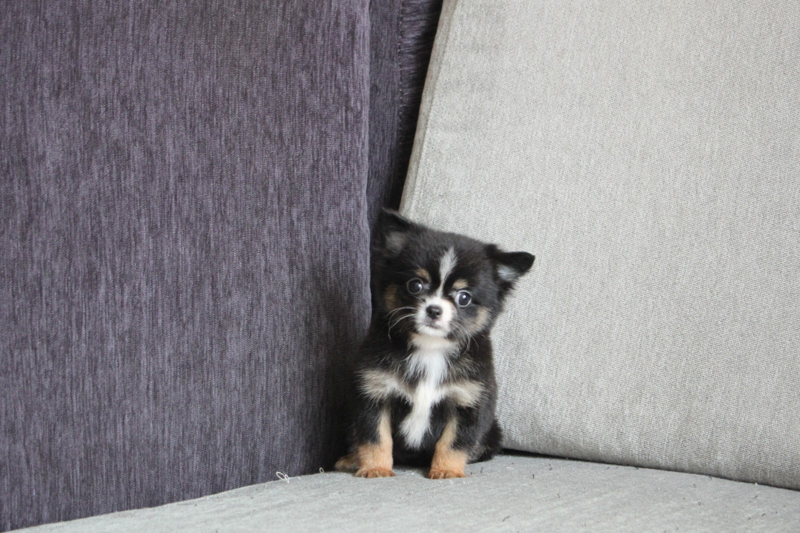 1/5出生 1號優質迷你長毛吉娃娃黑領巾妹妹