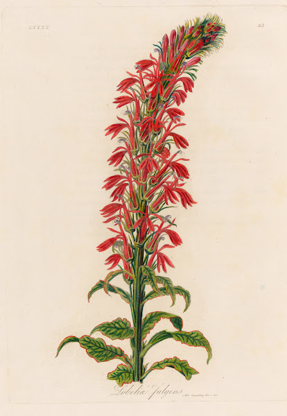Lobelia fulgens 1818 1824
