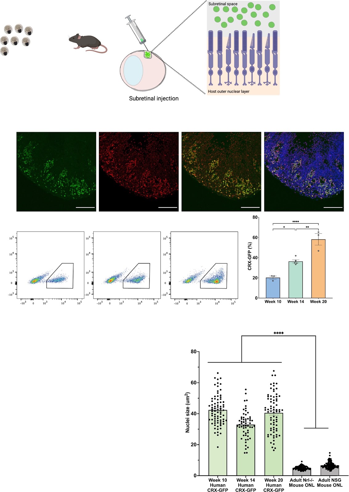Transplanted human photoreceptors transfer cytoplasmic material but not to the recipient mouse retina