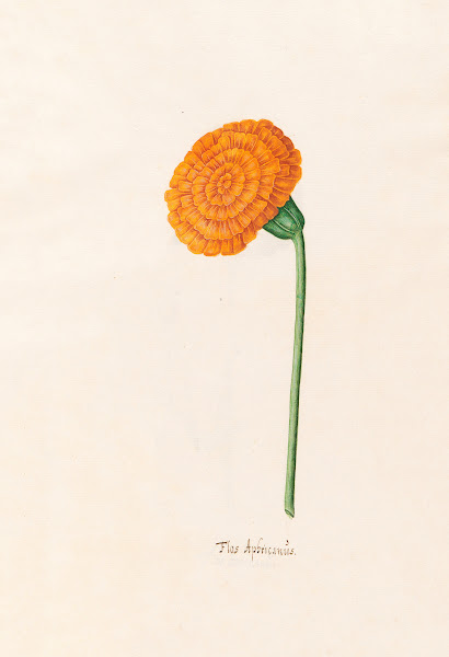 Flos Aphricanüs 1692