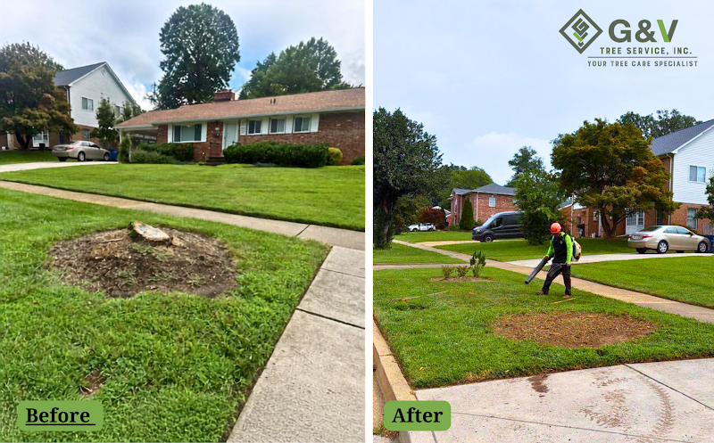 Before and after shots of a trimmed tree canopy in Alexandria