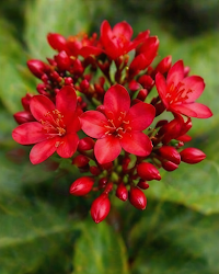 Jatropha Plant